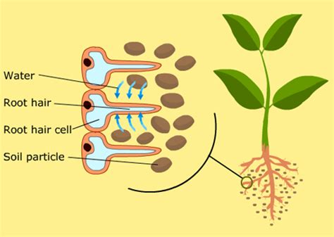 The function of root hair cells is to collect water and mineral nutrients that soil contains. Function of Cell - Root Hair cell