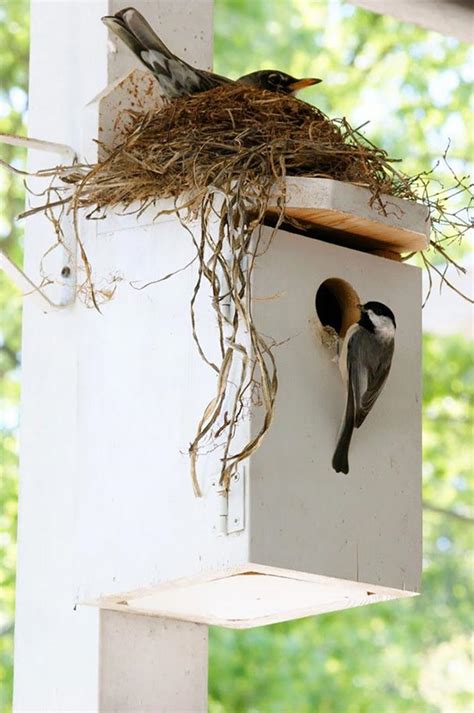 These 20 Unusual Bird Nests Are Built In The Weirdest Places 19th Is