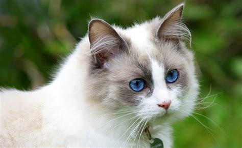 Top 10 des races de chat les plus câlins et affectueux