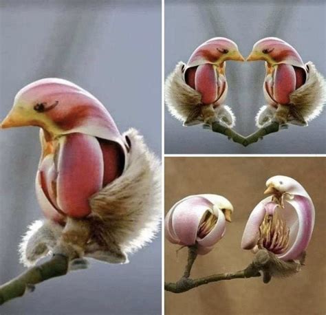 25 Interesting Flowers And Plants That Look Like Something Else