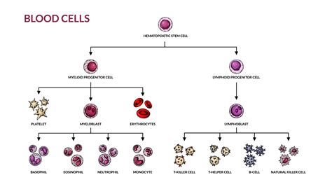 Hematopoiesis Diagram Human Blood Cells Types With Names Scientific