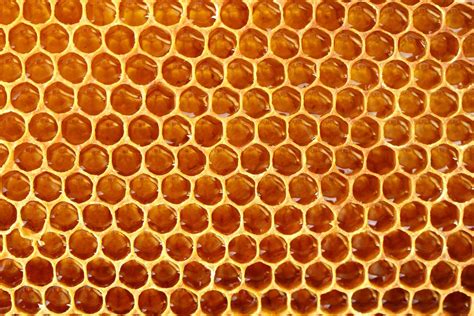 Honeycomb 21 Unbelievable Photos Of Symmetry In Nature Maths In