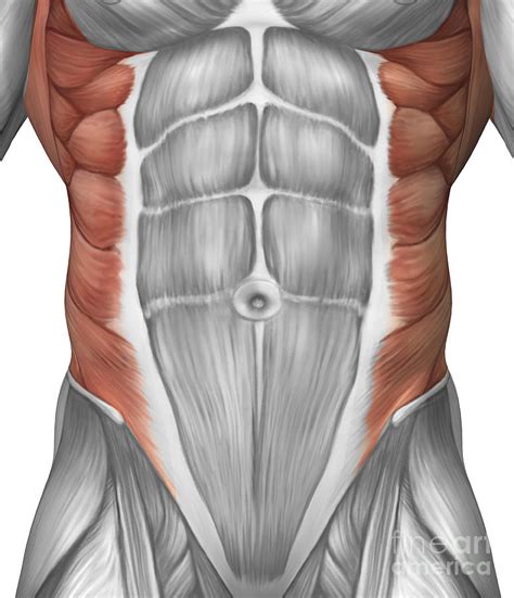 Media in category male human anatomy. Male Muscle Anatomy Of The Abdominal Digital Art by Stocktrek Images