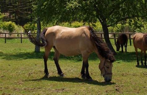 kiso horse alchetron   social encyclopedia