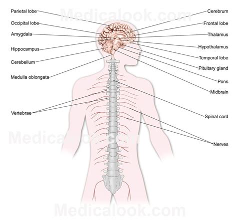 The central nervous system or cns include the brain and spinal cord. nervous system diagram - Google Search | Nervous system ...