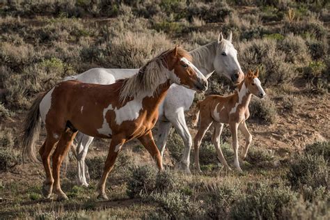 15 Images Of American Mustangs