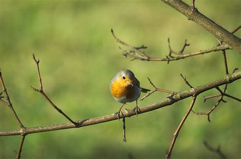 Robin Bird Songbird Free Photo On Pixabay Pixabay