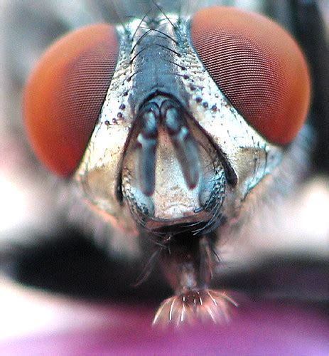 Flys Eyes Macro Of A Flys Eyes Tuan Hoang Nguyen Flickr