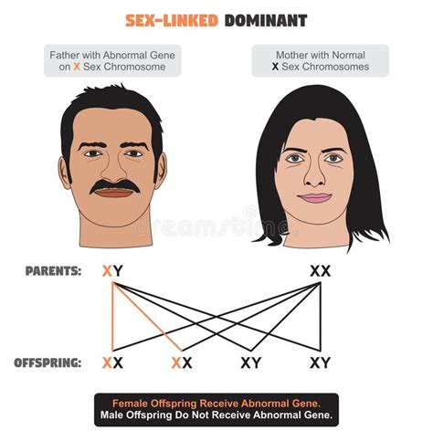 Sex Linked Dominant Influenced Character Infographic Diagram Human Male Female Stock Vector