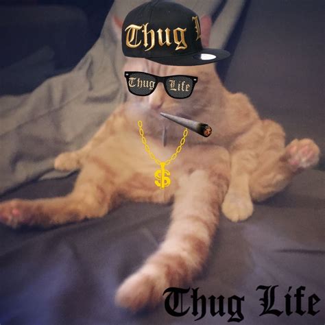 This Cat Is A Badass Thug Life Funny Animals Life