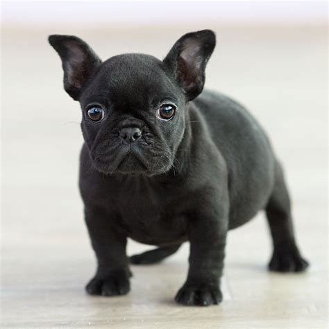 French bulldogs can occasionally produce incredibly rare colors like a purplish/lilac color currently only available from breeders on the west. What Are The French Bulldog Colors? - French Bulldog Breed