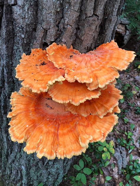 Mushroom Of The Week Chicken Of The Woods The Manchester Cricket