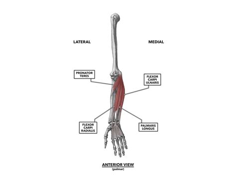 The muscle that extends, or straightens, the arm is the triceps , which arises on the humerus and attaches to the ulna at the elbow; Name Of Muscles In The Arm / Meet Some Muscles Science Learning Hub : Four anterior pectoral ...