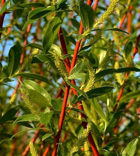 Scarlet Willow Salix X Fragilis F Vitellina ‘britzensis Red Stem