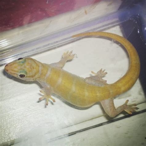 Golden Gecko Facts And Pictures Reptile Fact