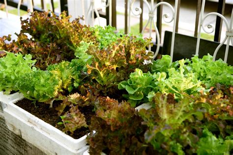 Growing Salad Greens In Window Boxes Hgtv