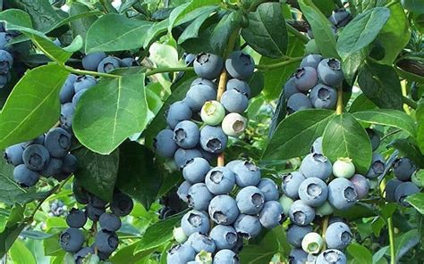 Buy Columbus Rabbiteye Blueberry Bush For Sale Online From Wilson Bros