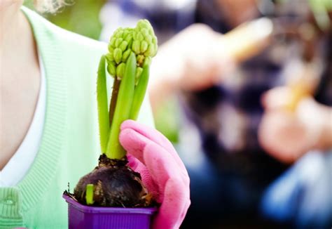 A suitable mixture of equal parts of peat, sand, and loamy soil works well. Forcing Bulbs | ThriftyFun