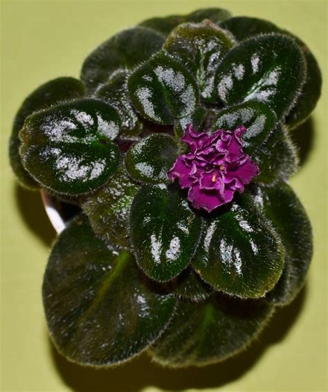 Check spelling or type a new query. Ness Dynomite Semi-Miniature African Violet Plant