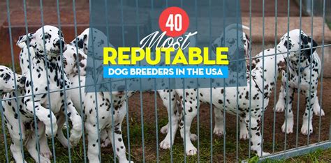 40 Reputable Dog Breeders In The Usa Of 2022 Akc Recognized