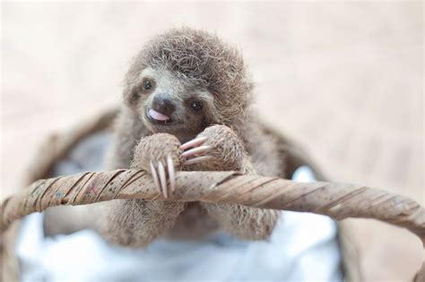 These Orphaned Baby Sloths Will Give You All The Warm Fuzzies Baby