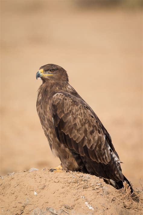 Our National Bird The Steppe Eagle Regypt