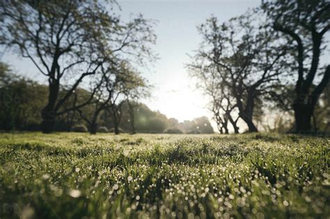 Meadow With Morning Dew In A Park At Sunrise Stock Photo