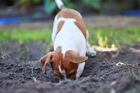 Learn How To Stop A Dog From Digging Holes In The Yard For Good Pawtracks