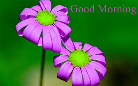 Good Morning With Purple Flowers