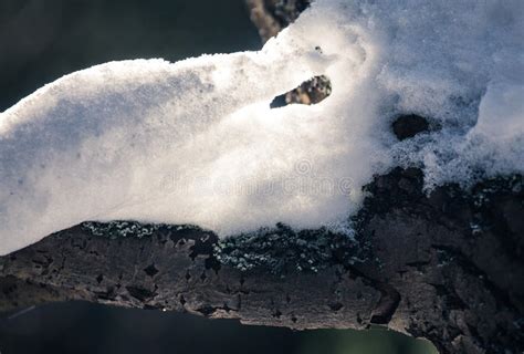 Melting Snow Stock Photo Image Of Prosiecka Liptov 51397310