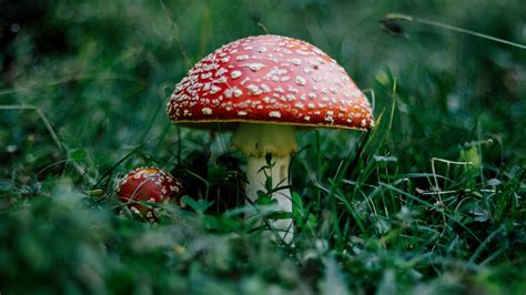 Mushroom Fly Agaric Grass Forest Picture Photo Desktop Wallpaper