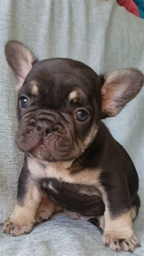 Check spelling or type a new query. Cheap French Bulldog Puppies Under 500 Wisconsin - Pets Lovers