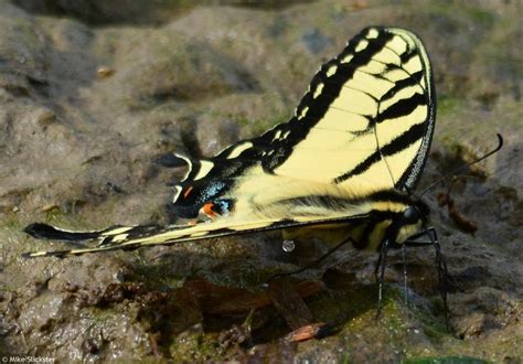 Eastern Tiger Swallowtail Butterfly Or Papilio Glaucus The Male Shown