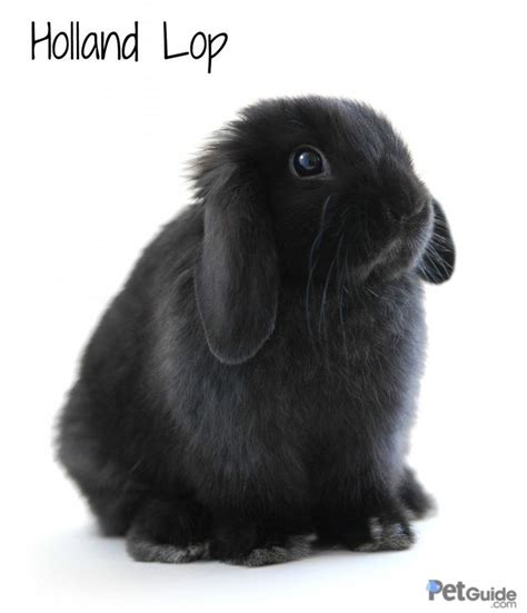 Holland Lop Rabbit Health Temperament Coat Health And Care