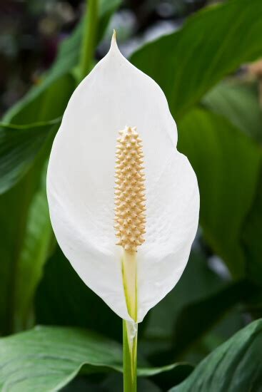 Peace Lily Plant Spathiphyllum Guide Our House Plants