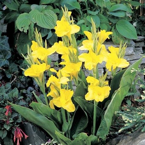 Disease resistant varieties of canna include fire dancer and tropicana. Canna Lily "Richard Wallace" | My Garden | Pinterest ...