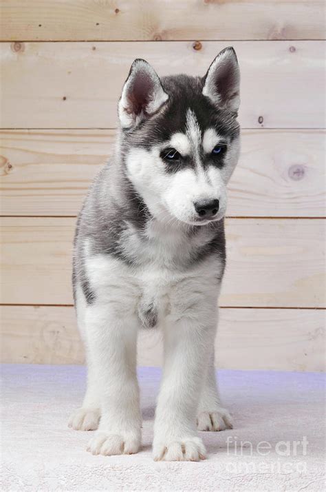 Siberian Husky Black And White Purebred Puppy Standing Wooden Ba