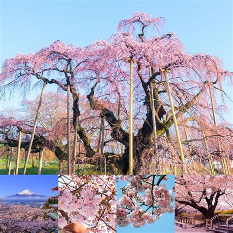 Buy 40 Pcs Japanese Cherry Blossom Tree Dwarf Weeping Cherry Tree