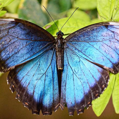 Iridescent Blue Butterfly Photograph By Kj Swan