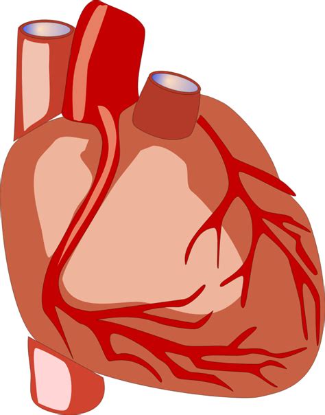 Library Of Heart With Muscles Clip Transparent Library Png