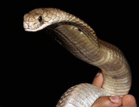 Indian Cobra Naja Naja This Adult Was Completely Tame An Flickr