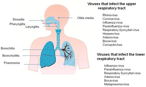 Pathogenesis Of Viral Respiratory Infection Intechopen