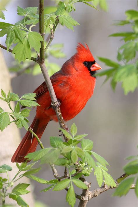 Northern Cardinal Cardinal Birds Pretty Birds Beautiful Birds