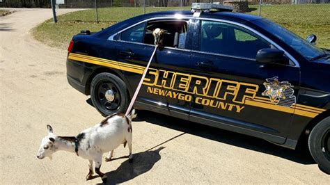 Police Take Goats Into Custody In Newaygo County