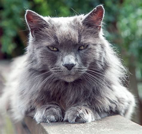 Maybe you would like to learn more about one of these? Transdermal Mirtazapine For Cats Side Effects