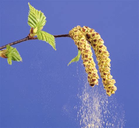 130 animated gif images of water in all its manifestations. Rituals Beauty: Homemade Beauty Rituals - Natural Hayfever ...