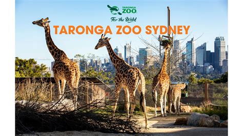 Taronga Zoo Sydney Triple M