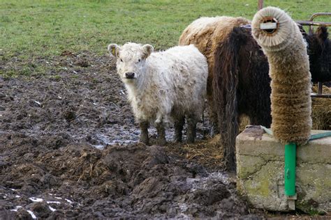 1 kalb galloway schwarz 04/2018 (eventuell trächtig) preis: Galloway Kalb Foto & Bild | tiere, tierkinder, natur ...
