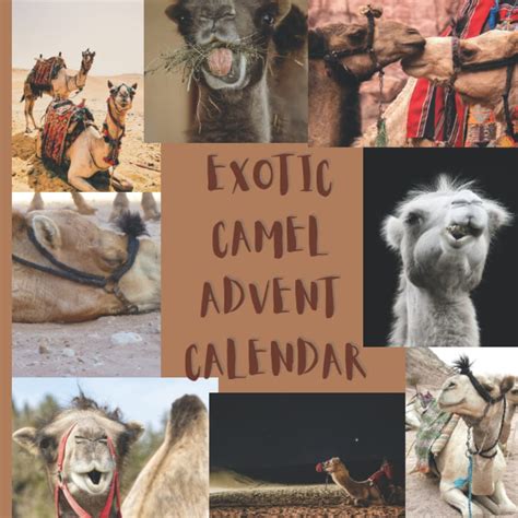 Exotic Camel Advent Calendar 24 Count Down Days Christmas Funny
