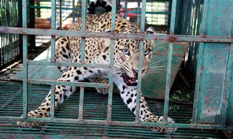 Indias Captive Leopards A Life Sentence Behind Bars Wildlife The